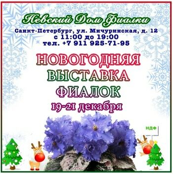 Выставка фиалок в Невском Доме Фиалки