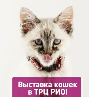Выставка Кошек в ТРЦ РИО