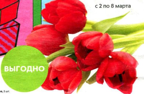Скидки и акции в Пятерочке на цветы - тюльпаны и мимозы
